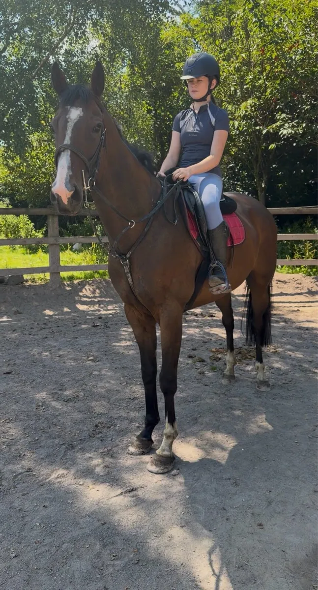 Riding mare - Image 2
