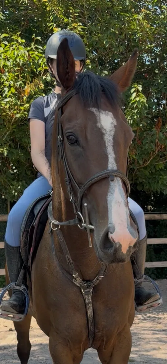 Riding mare - Image 3
