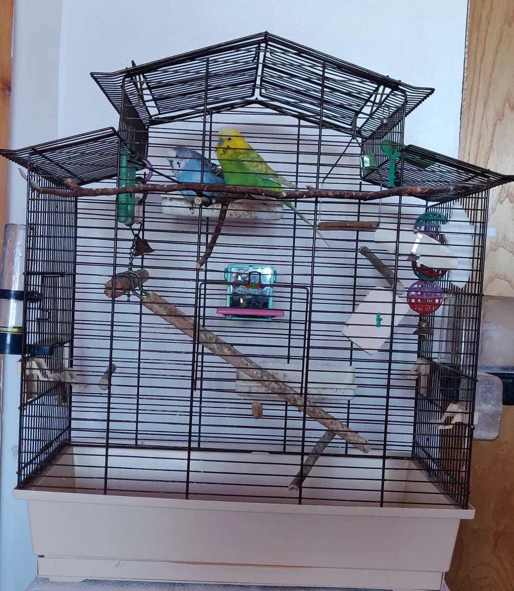 Two budgies with the cage - Image 1