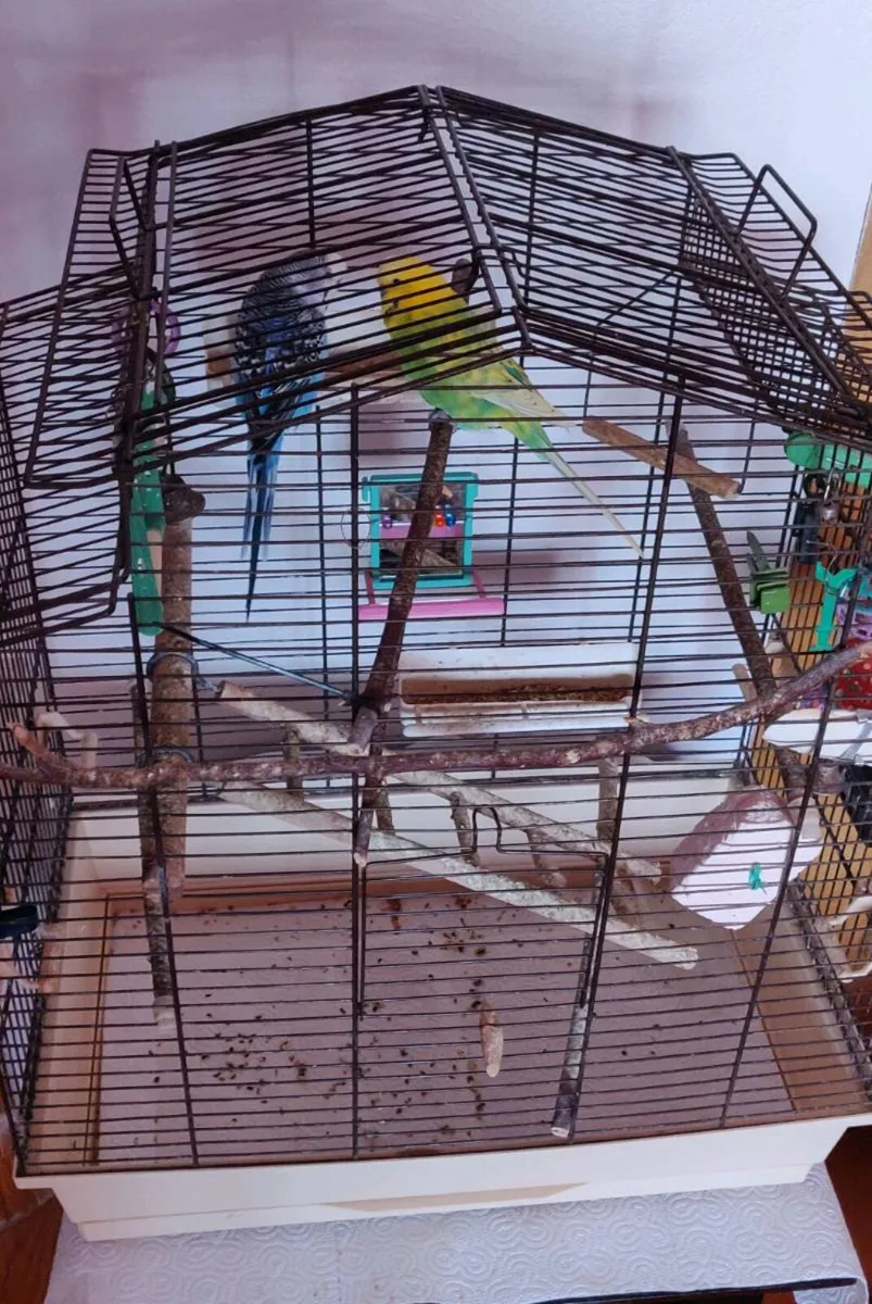 Two budgies with the cage - Image 2