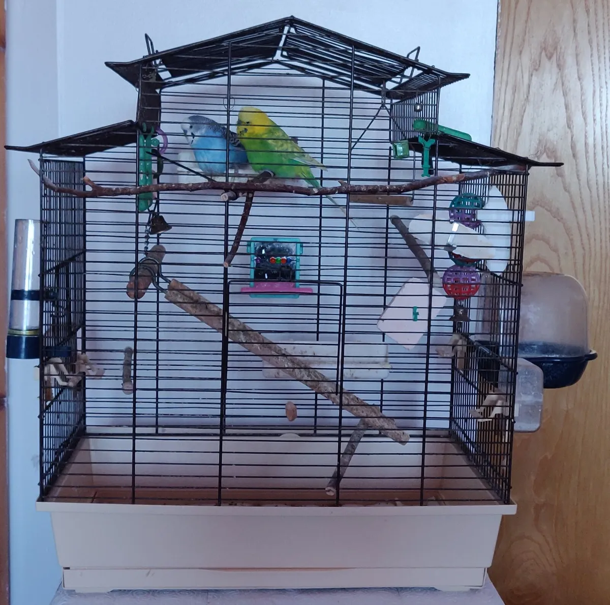 Two budgies with the cage - Image 3
