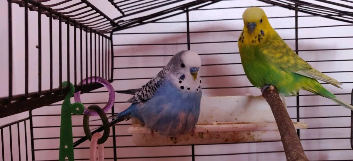 Two budgies with the cage - Image 4