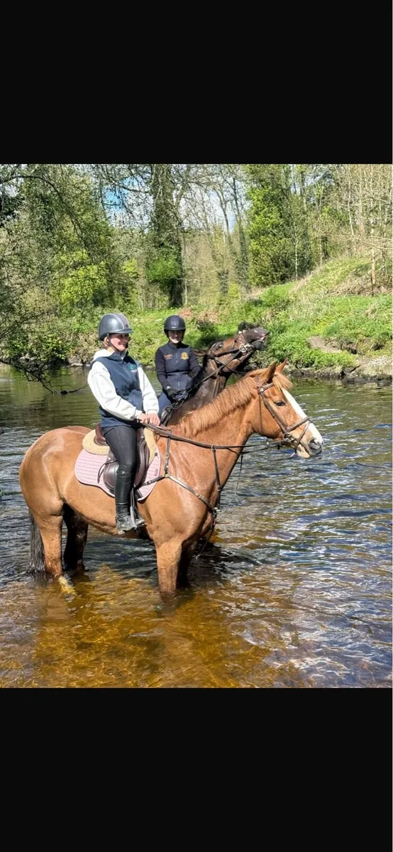 Showjumping horse - Image 2