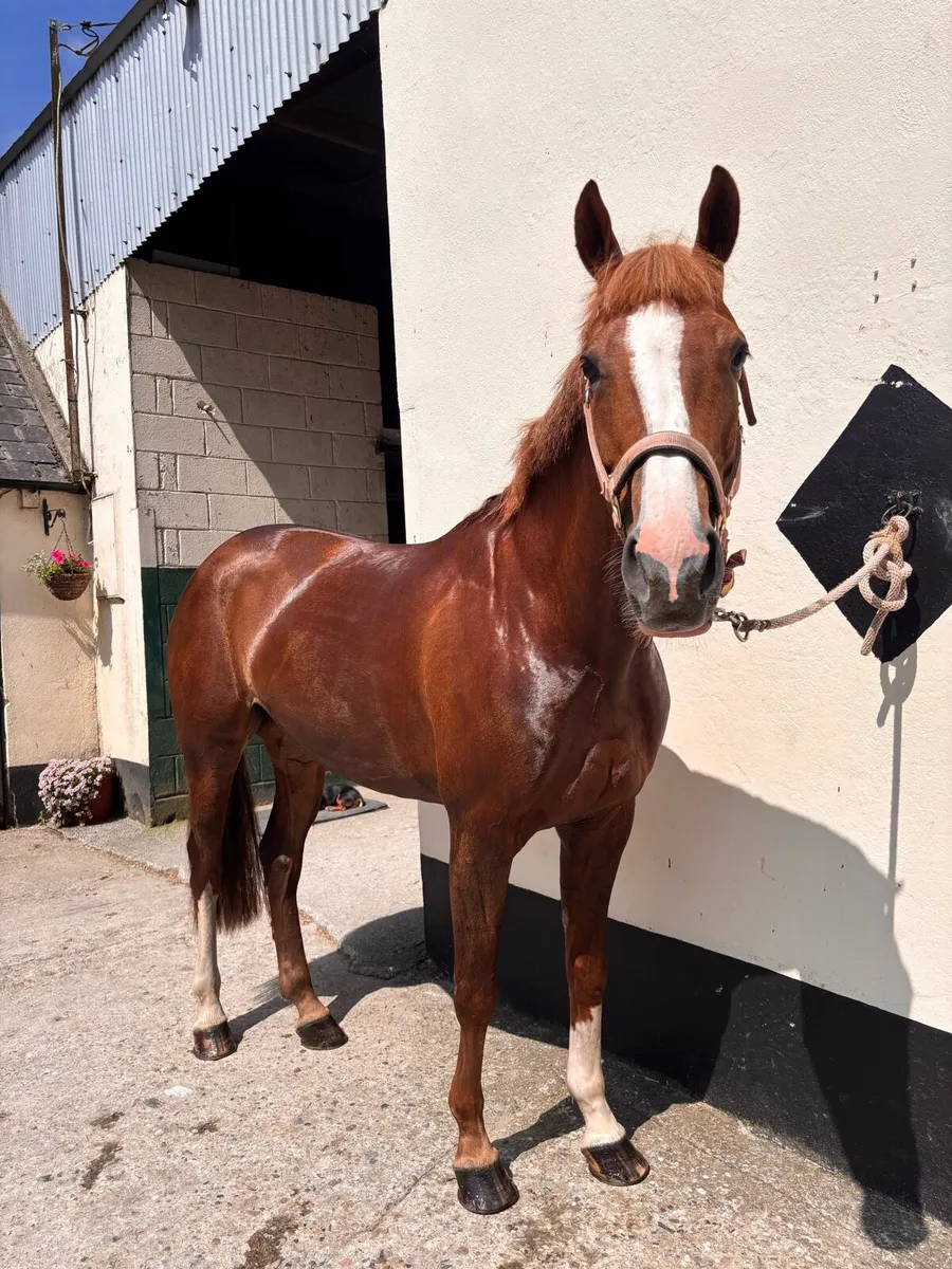 Showjumping horse - Image 3