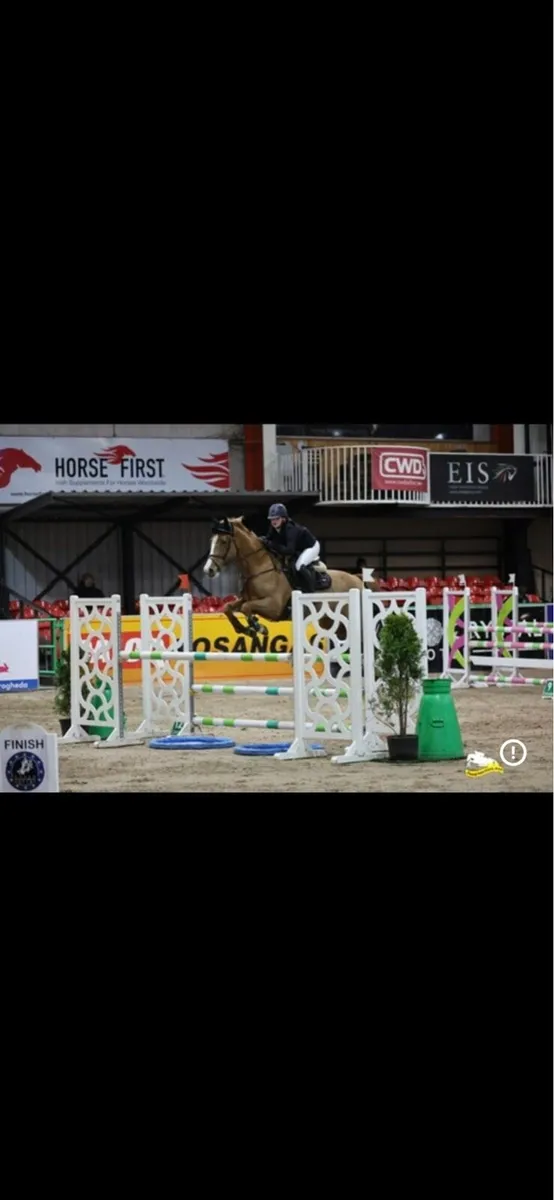 Showjumping horse - Image 1