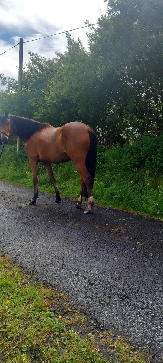 3 year old Irish Draught Filly - Image 3