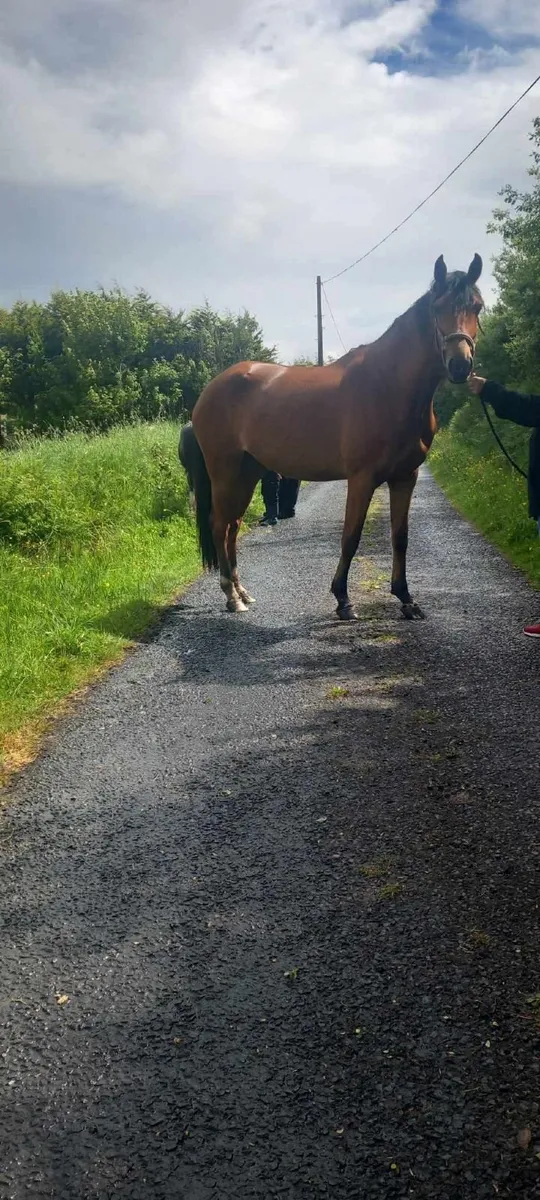 3 year old Irish Draught Filly - Image 1