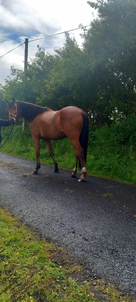 3 year old Irish Draught Filly - Image 2