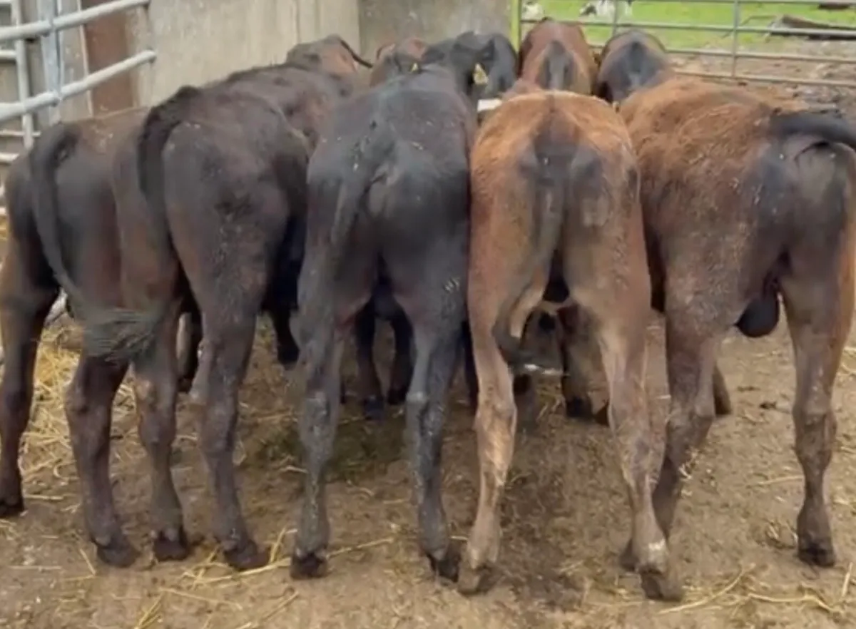 10 smashing AA bulls November/December born - Image 1