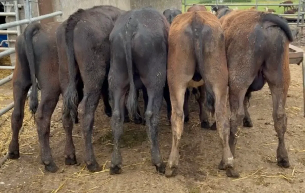 10 smashing AA bulls November/December born - Image 2