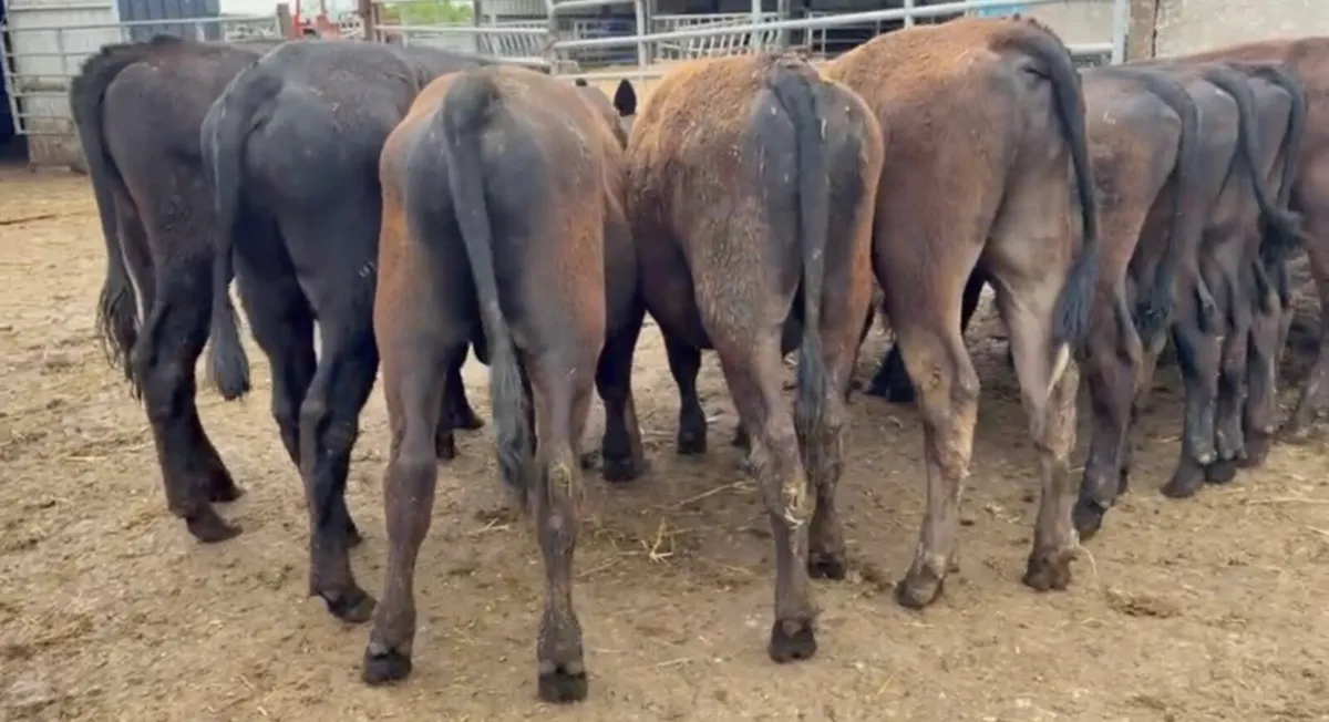 10 smashing AA bulls November/December born - Image 3
