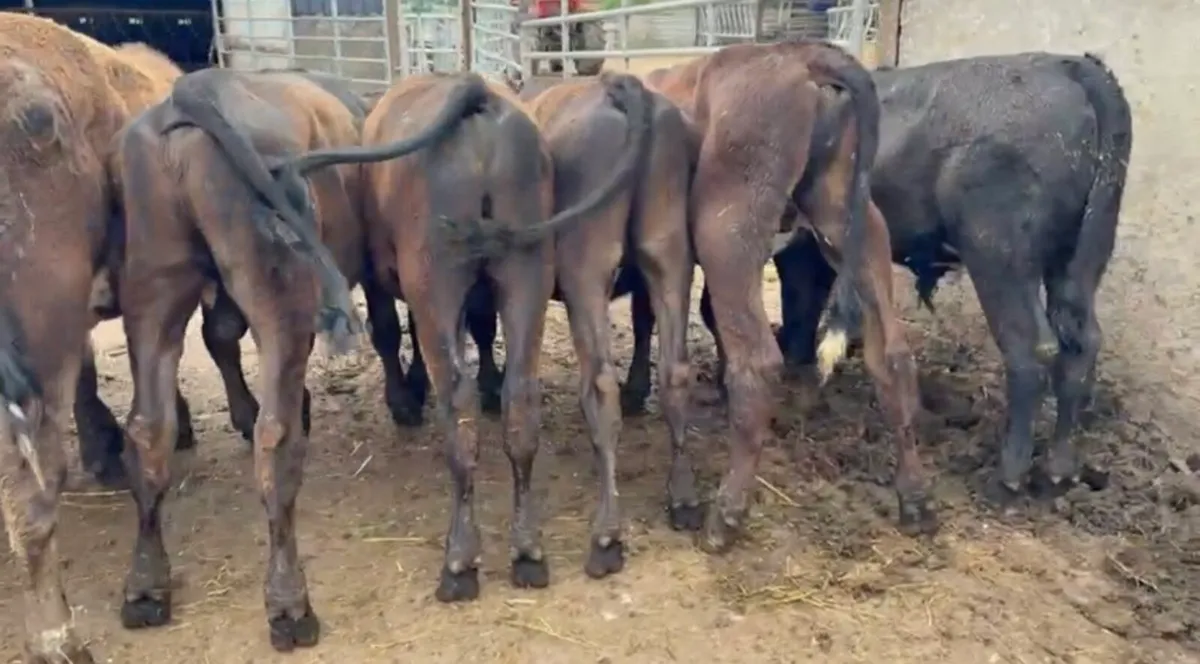 10 smashing AA bulls November/December born - Image 4