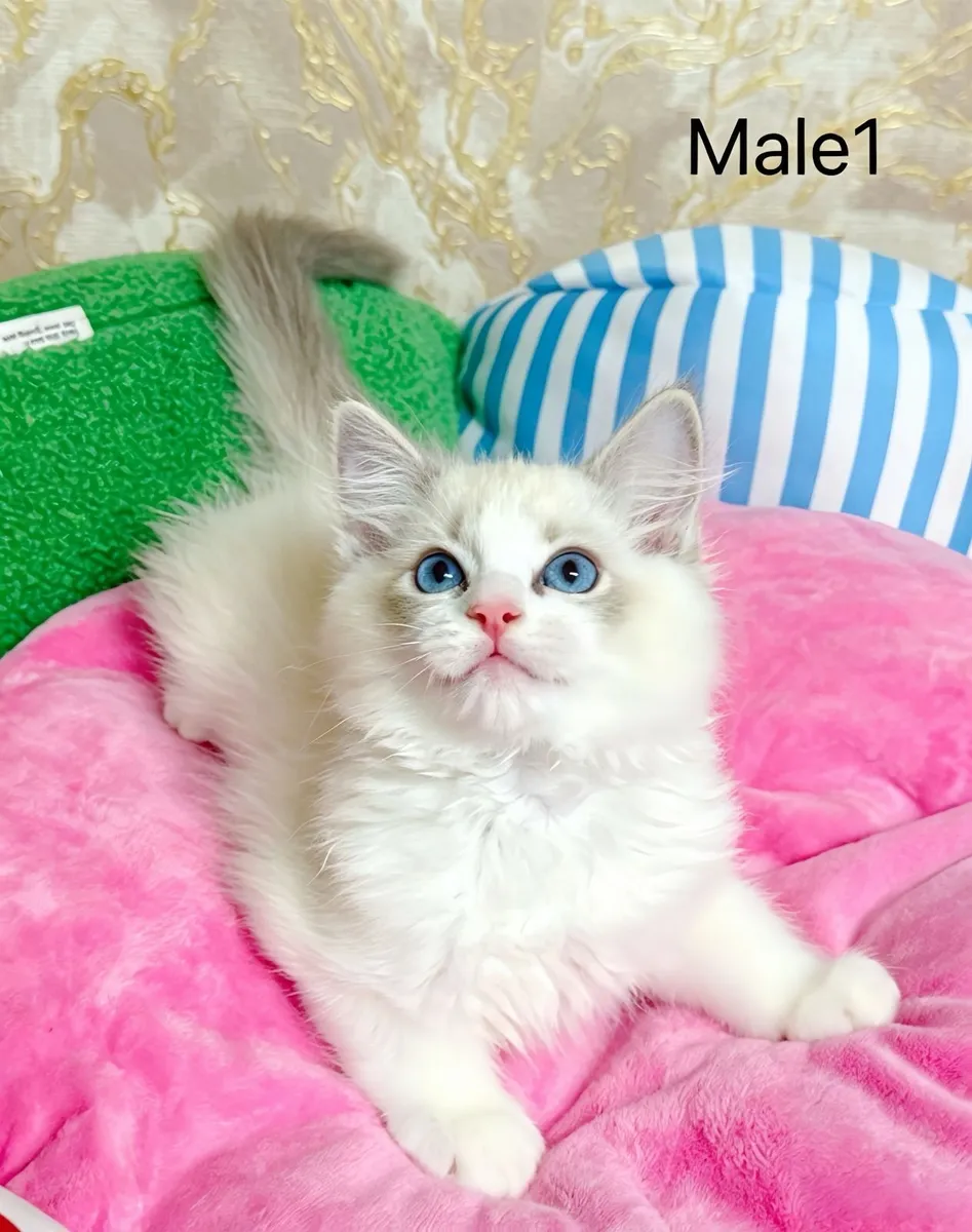 Purebred Ragdoll kittens for sale TICA Registered - Image 1