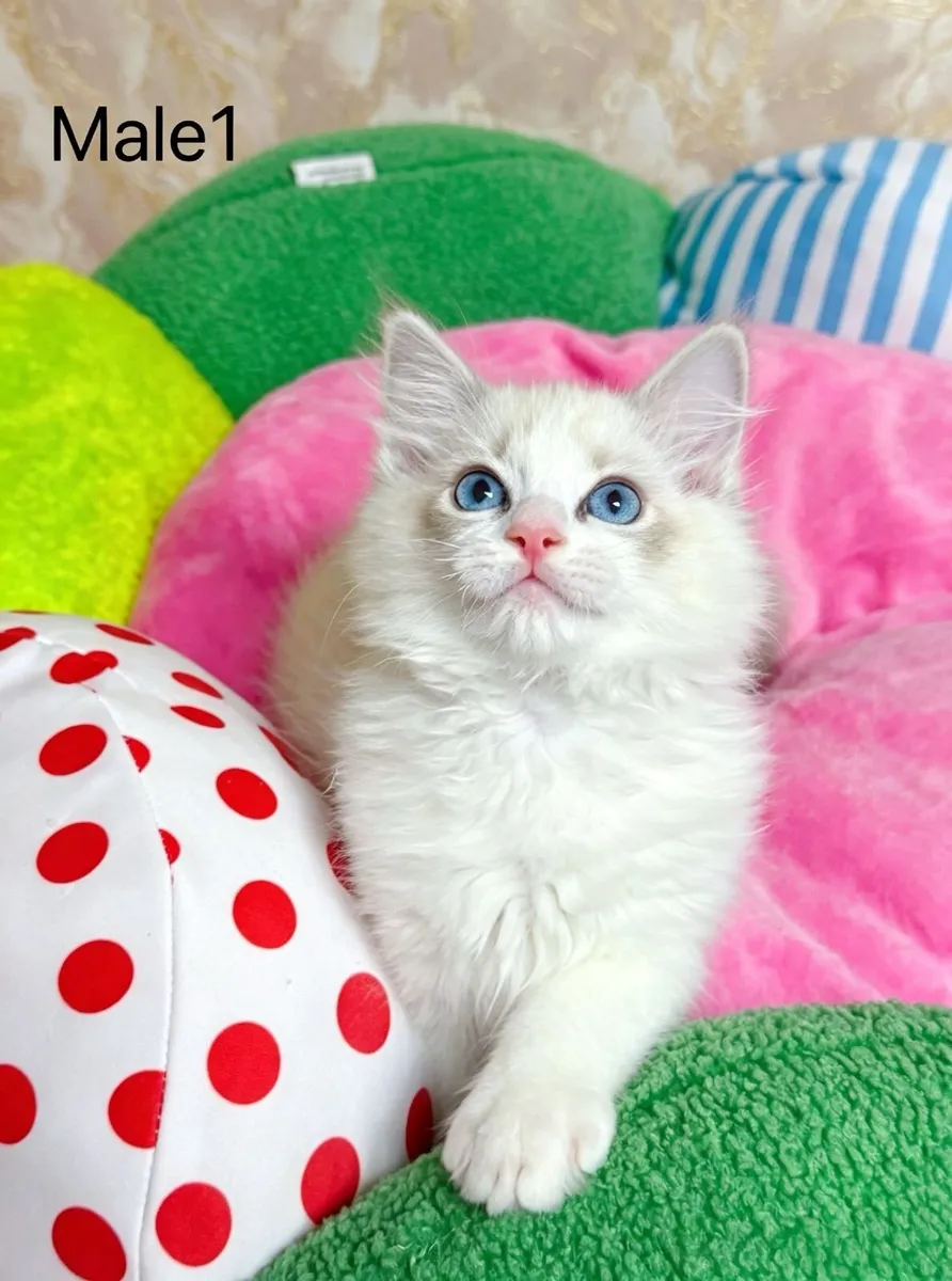 Purebred Ragdoll kittens for sale TICA Registered - Image 2