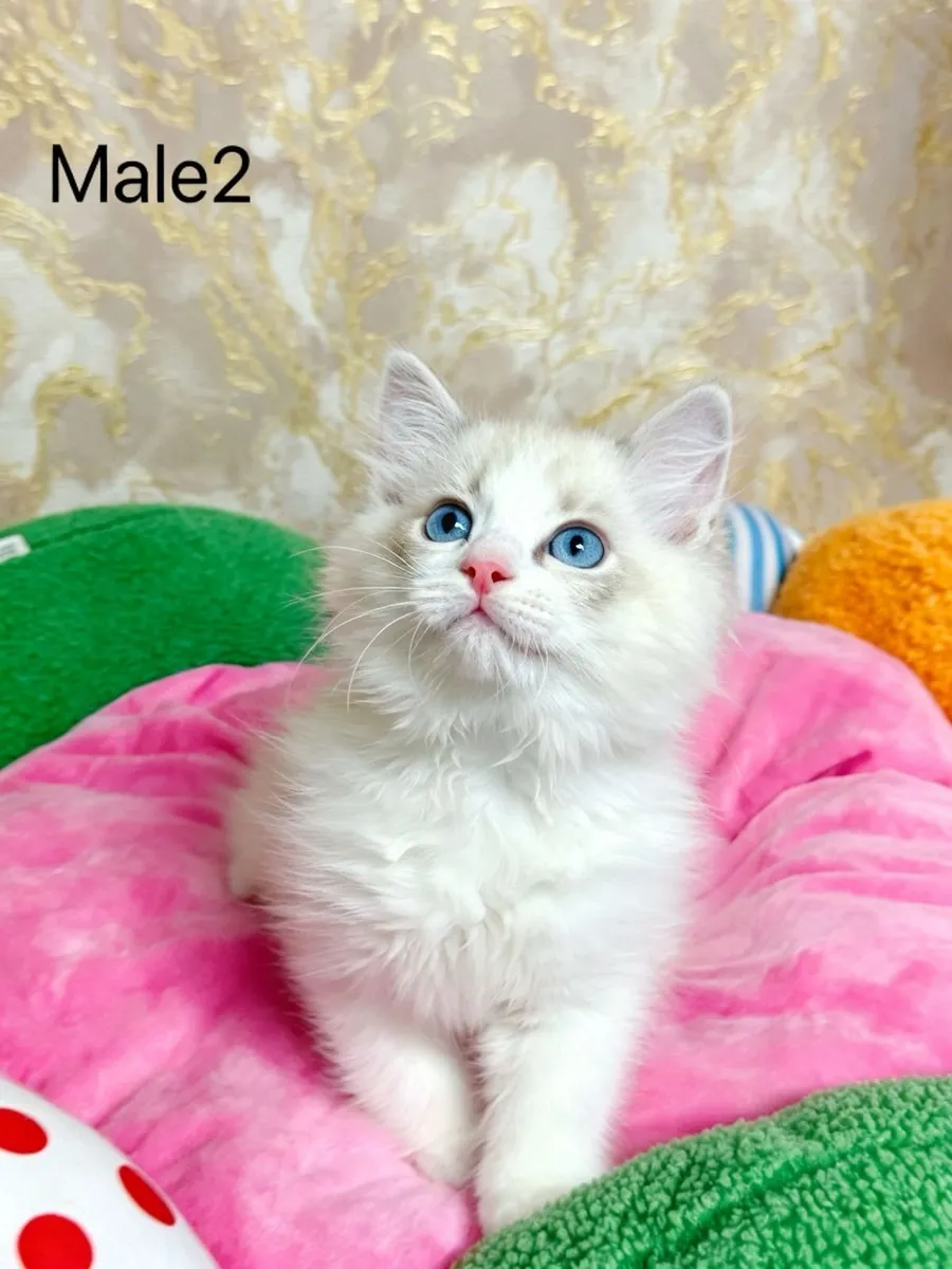 Purebred Ragdoll kittens for sale TICA Registered - Image 3