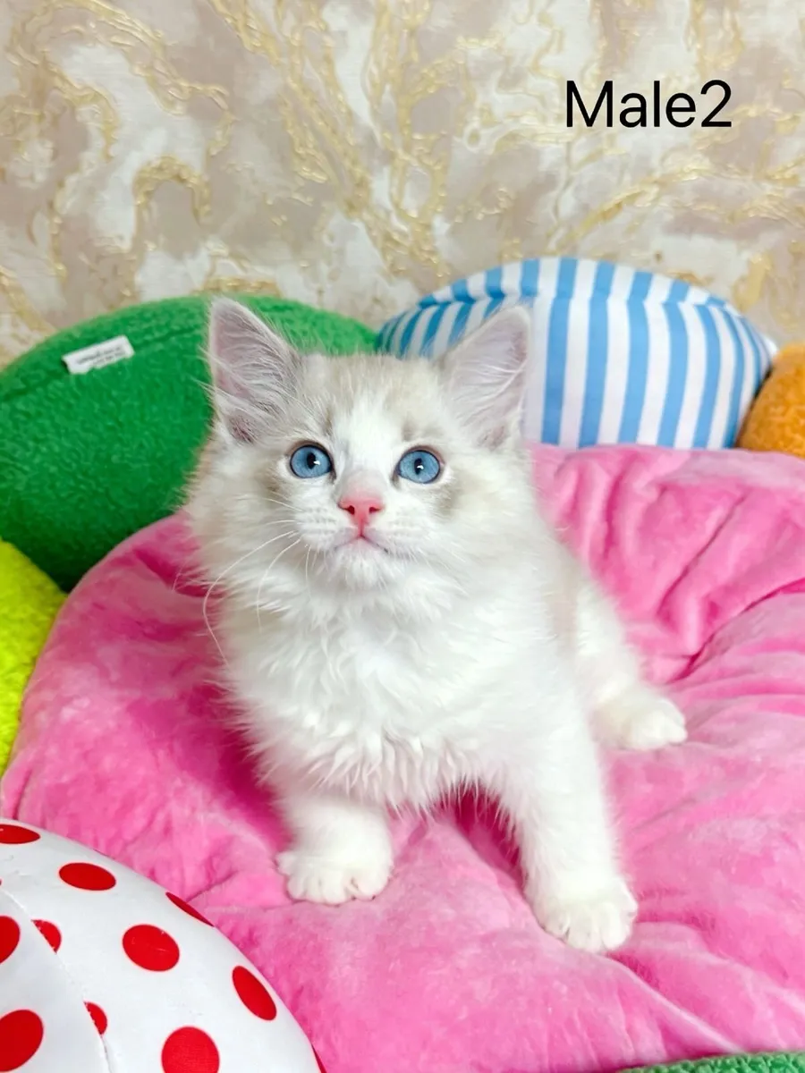 Purebred Ragdoll kittens for sale TICA Registered - Image 4