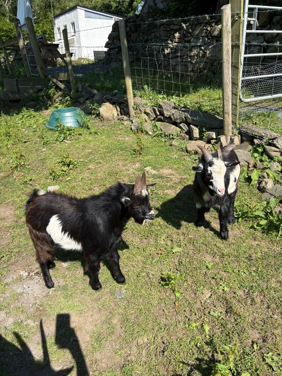 2 Pygmy bucks - Image 1