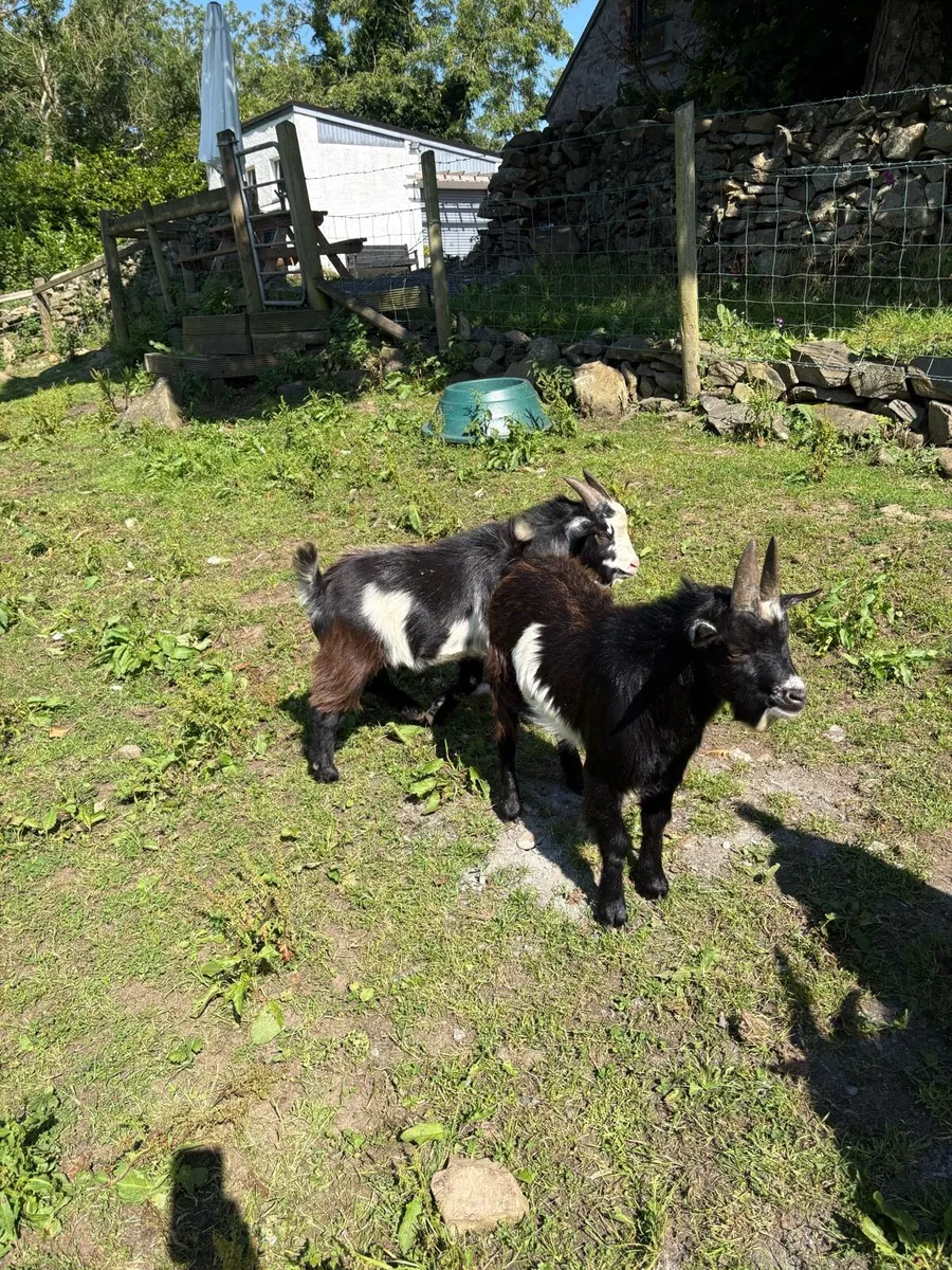 2 Pygmy bucks - Image 2