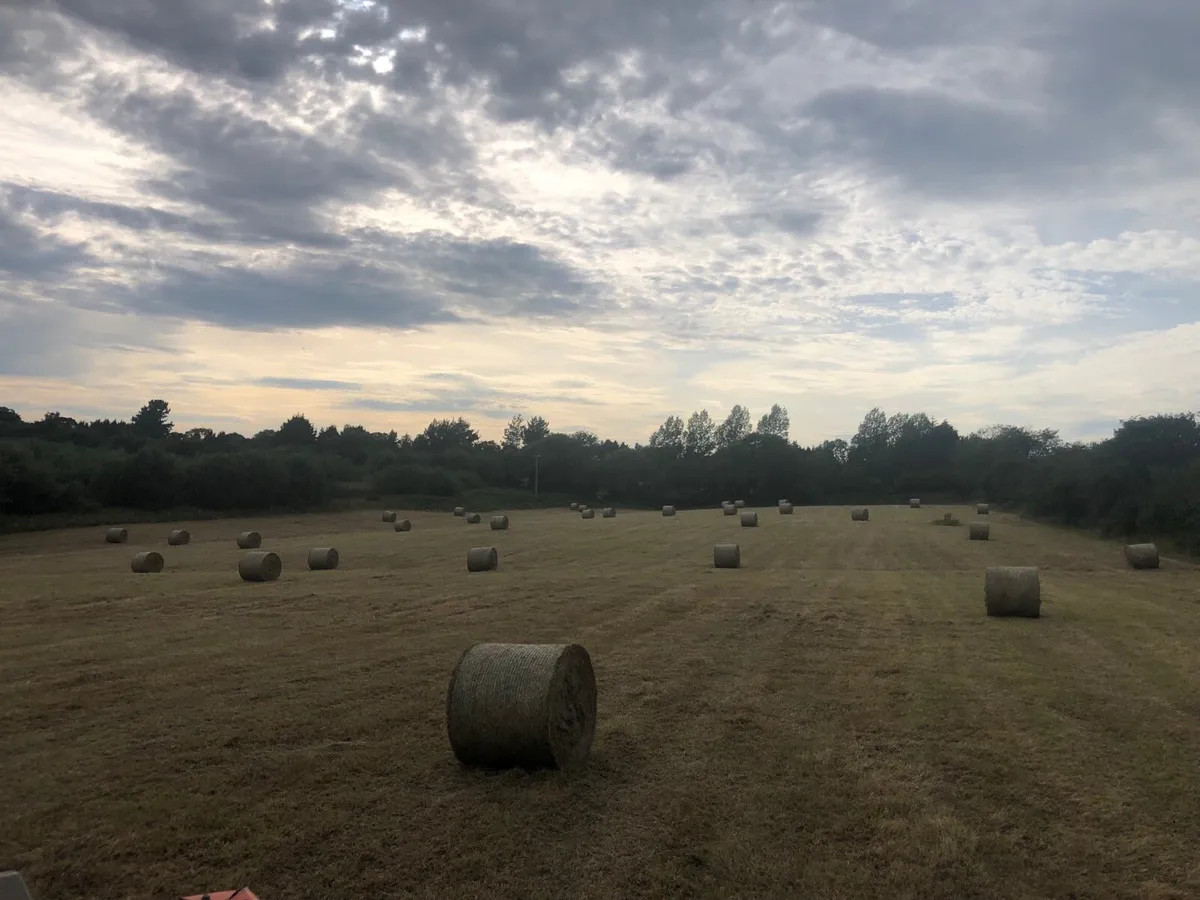 Hay - Image 1