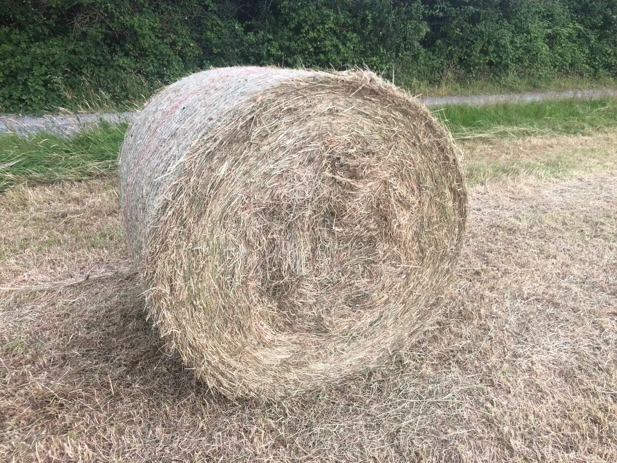 Hay - Image 2