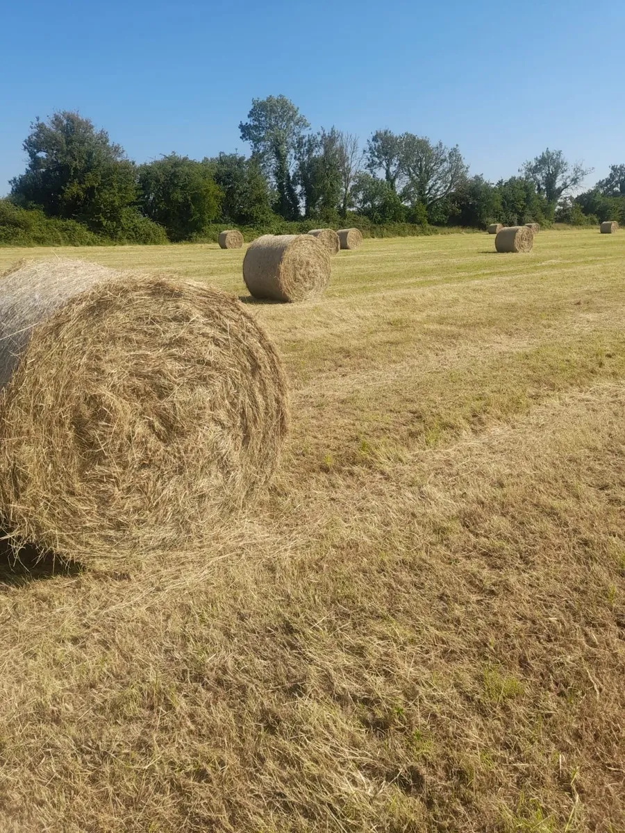 Hay