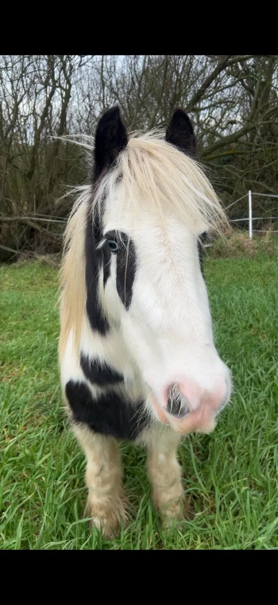 12.2 mini cob - Image 2