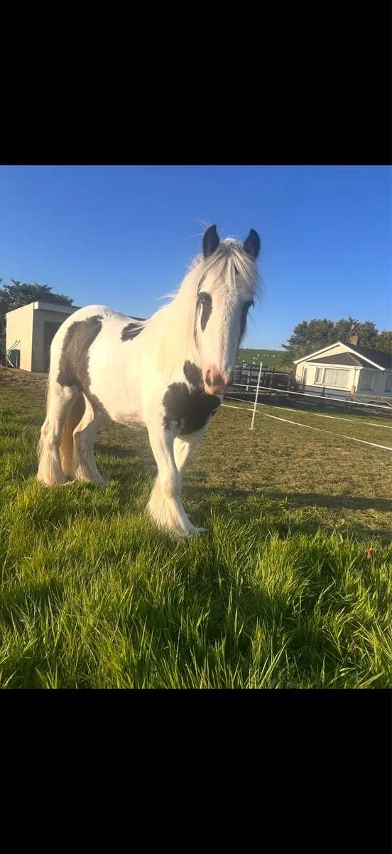 12.2 mini cob - Image 3