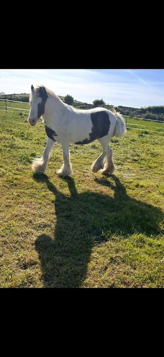 12.2 mini cob - Image 4