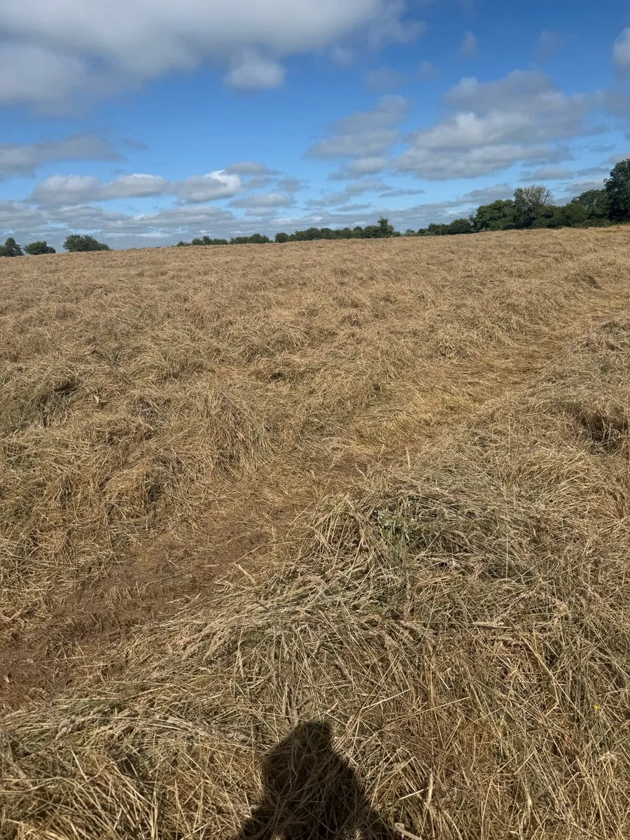 Haylage - Image 1