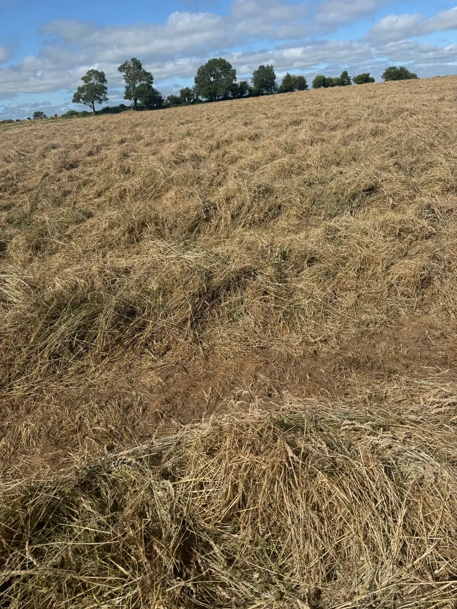 Haylage - Image 2
