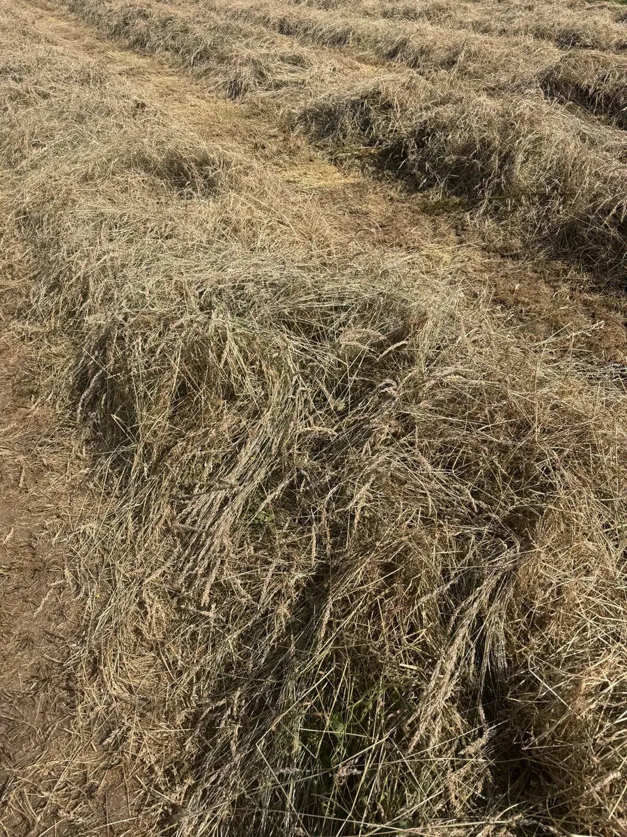 Haylage - Image 3