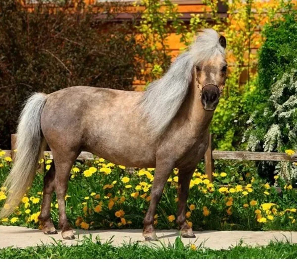 Falabella stallion wanted for stud - Image 2