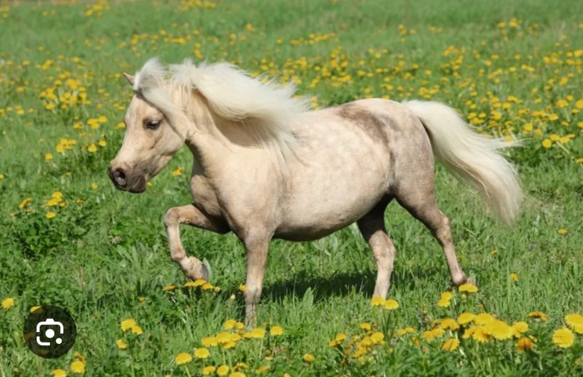 Falabella stallion wanted for stud - Image 1
