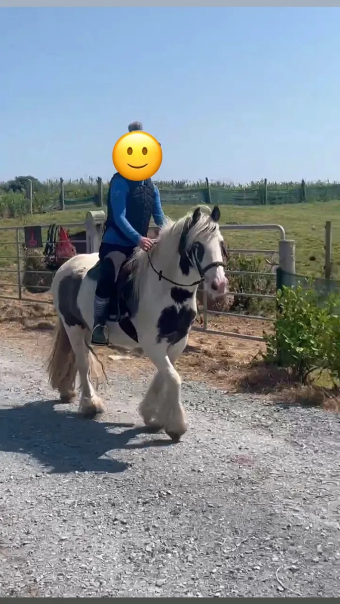 12.2 mini cob - Image 1