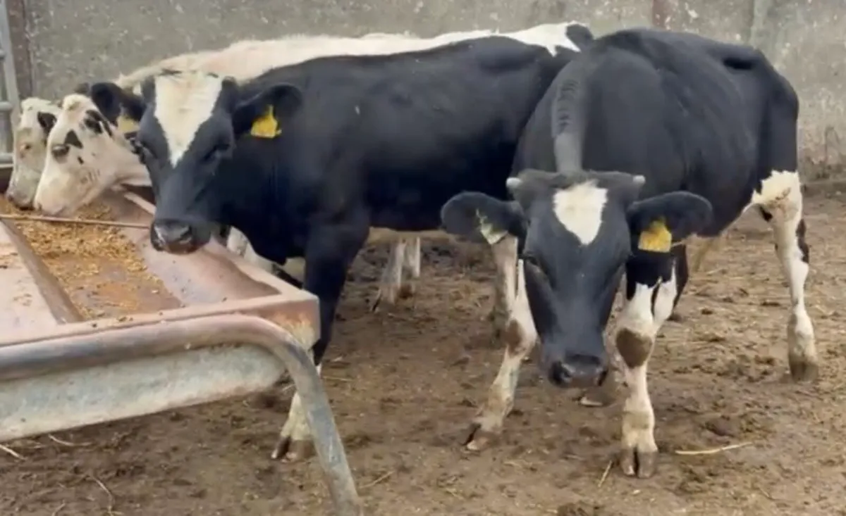 4 fr bulls 25 born - Image 4