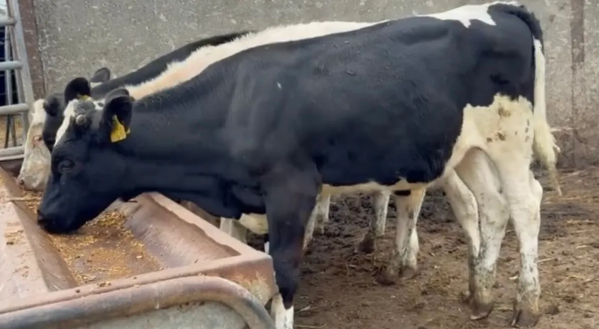 4 fr bulls 25 born - Image 3