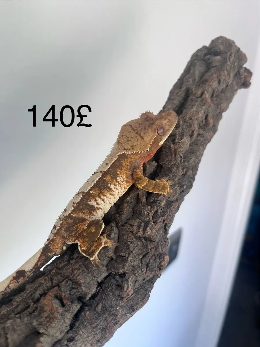 Crested geckos - Image 2