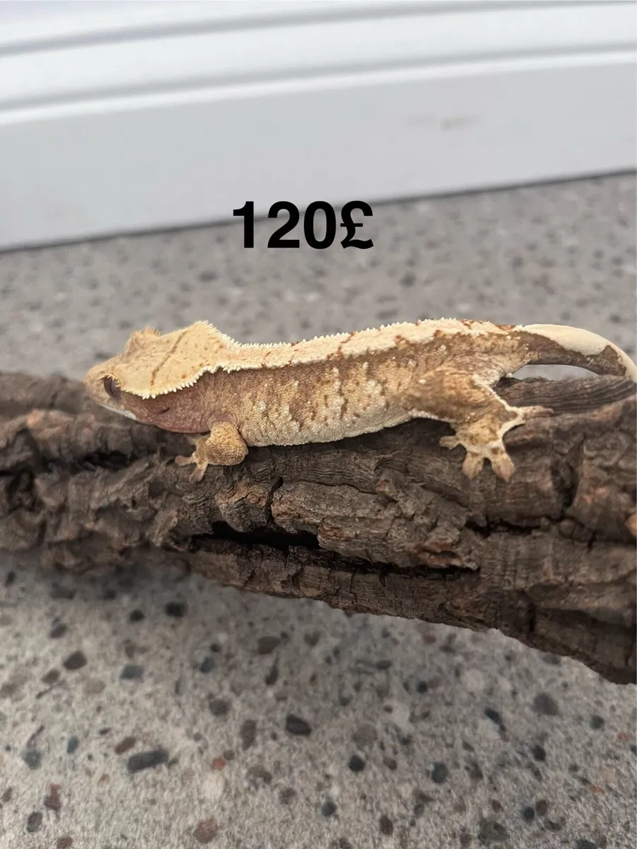 Crested geckos - Image 3