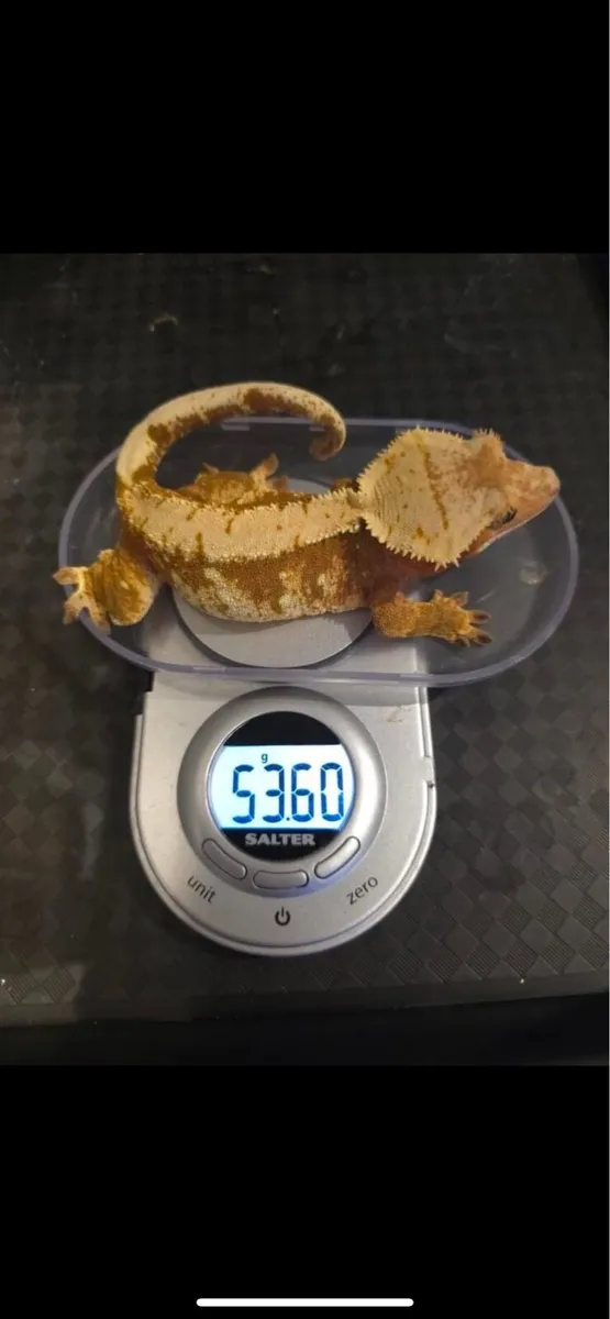 Crested geckos - Image 1