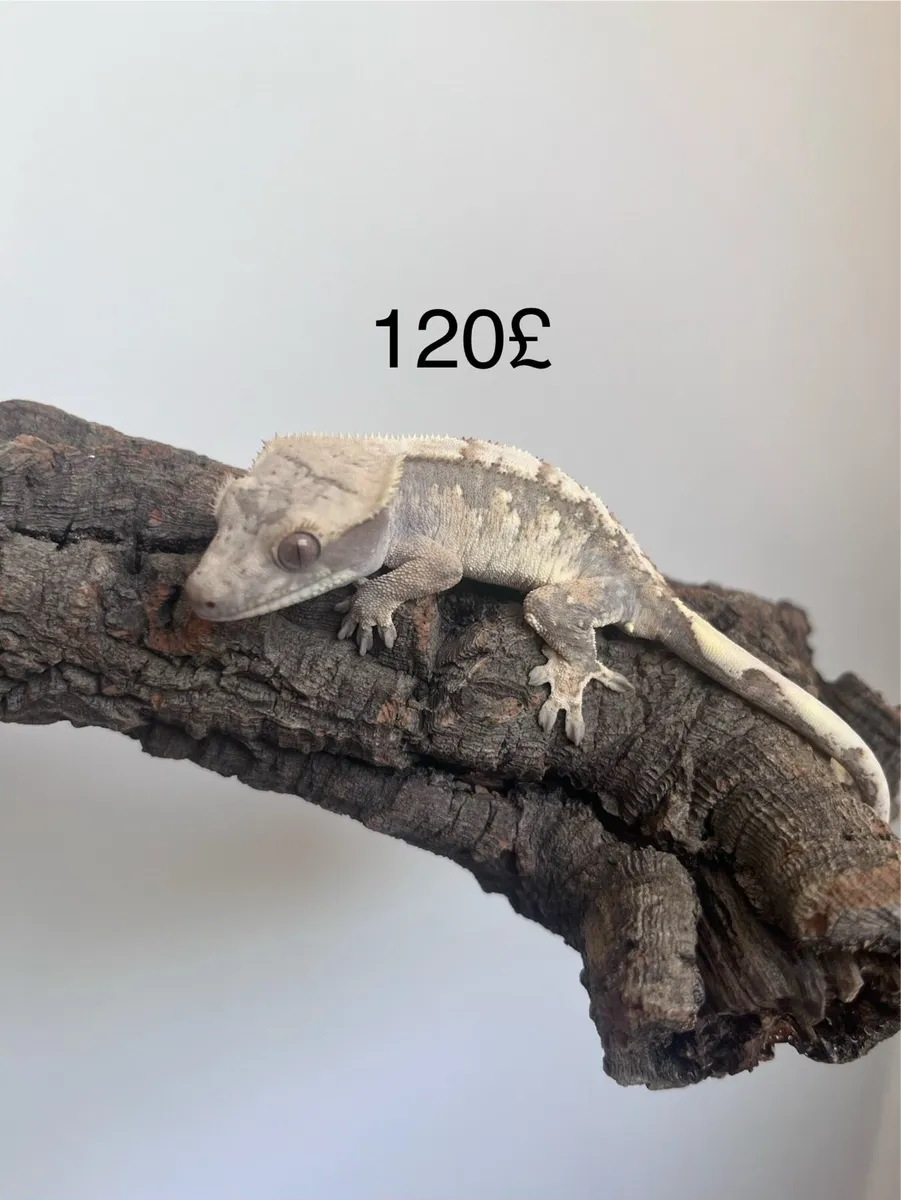Crested geckos - Image 4