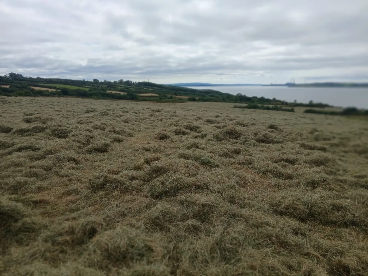 Top quality Hay for sale - Image 1