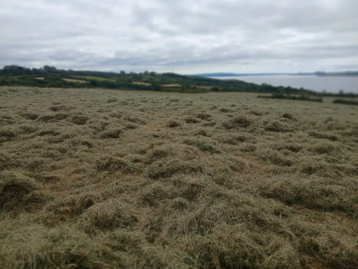 Top quality Hay for sale - Image 2