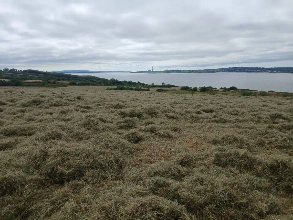 Top quality Hay for sale - Image 3