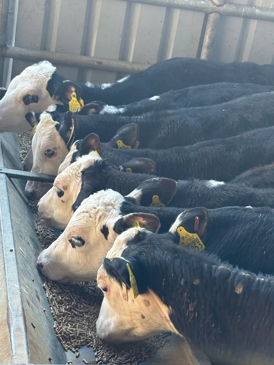 25 Feb/Mar Hereford heifers - Image 1