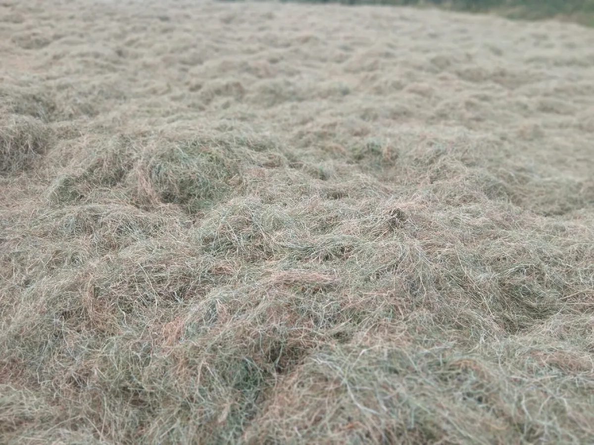 Top quality Hay for sale - Image 4