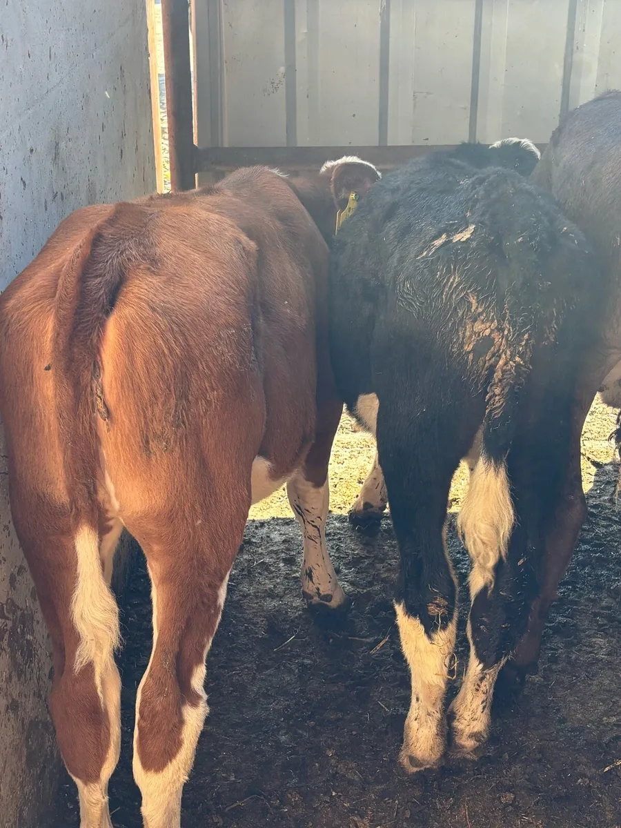 25 Feb/Mar Hereford heifers - Image 4