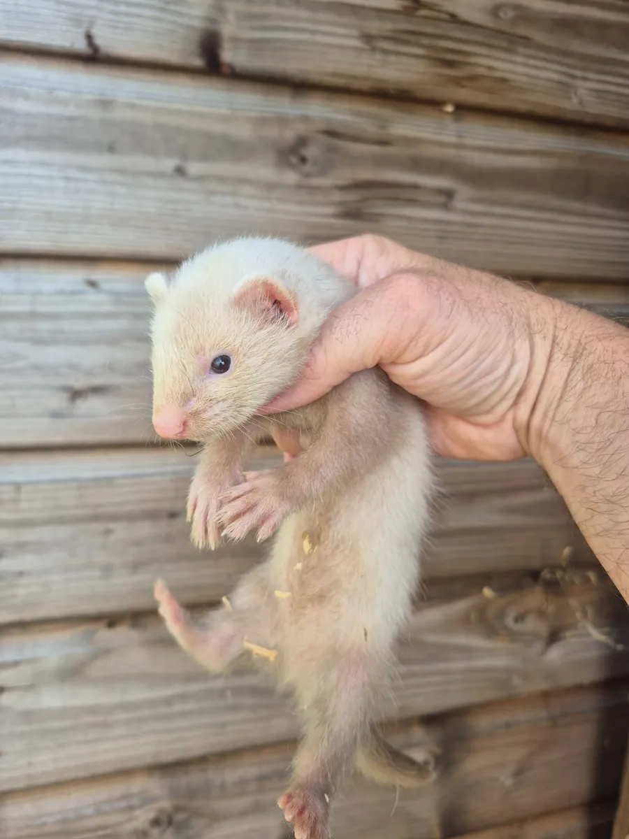 Ferrets - Image 3