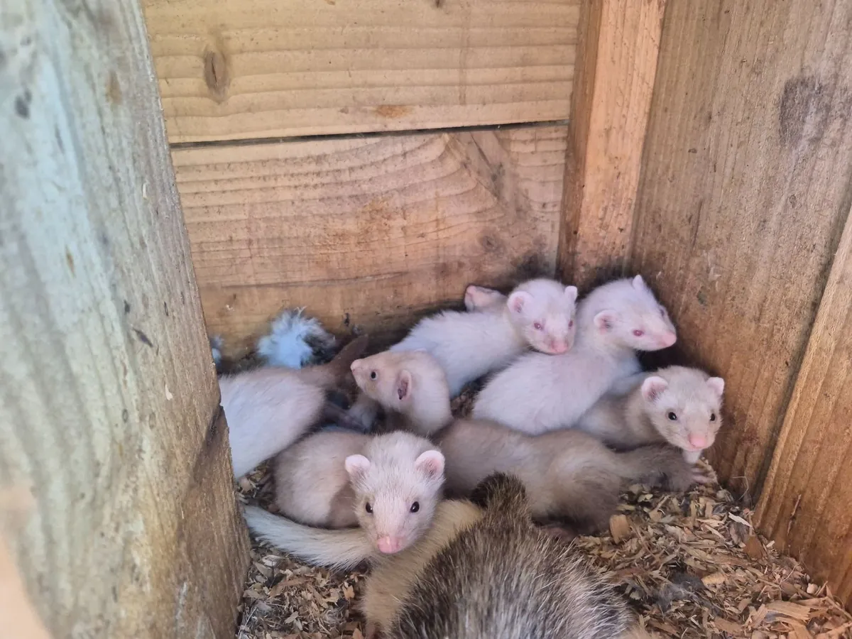 Ferrets - Image 1
