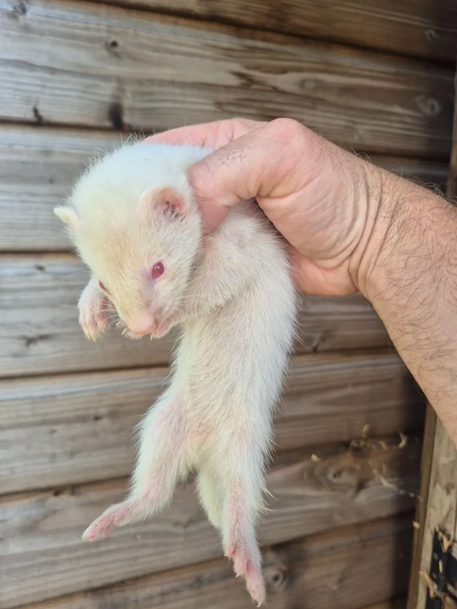 Ferrets - Image 2