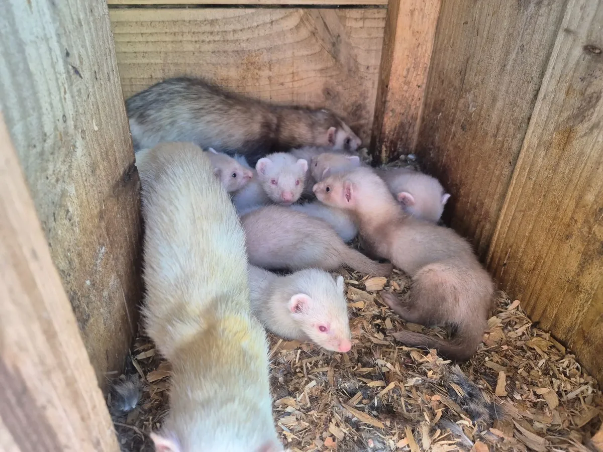 Ferrets - Image 4